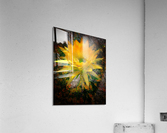 Sunshine Acrylic Print