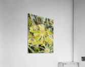 Lemon Spider Acrylic Print