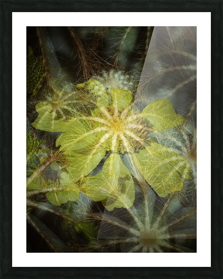 Dazzling Spiders Picture Frame print