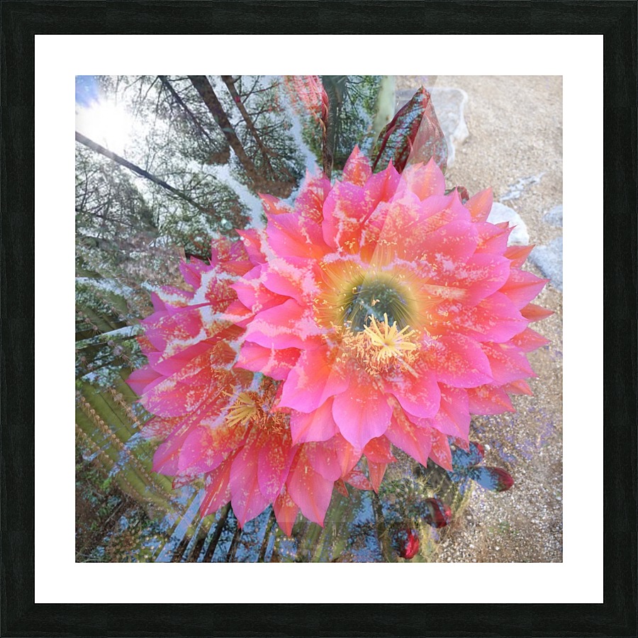 Snowy Pink Picture Frame print