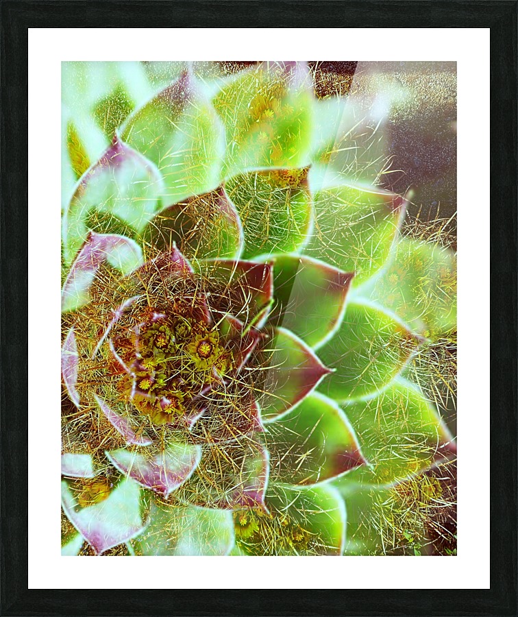 Prickly Pete Picture Frame print