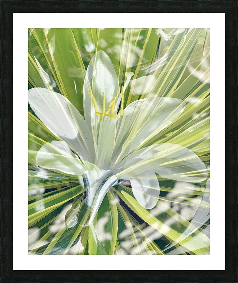 Radiant Lily Picture Frame print