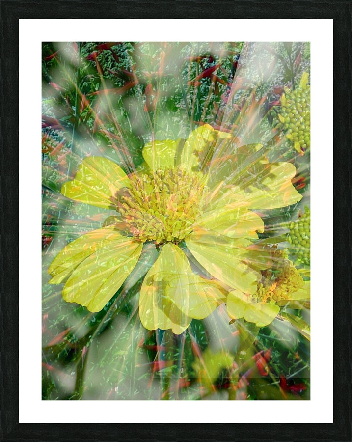 Lemon Shine Picture Frame print