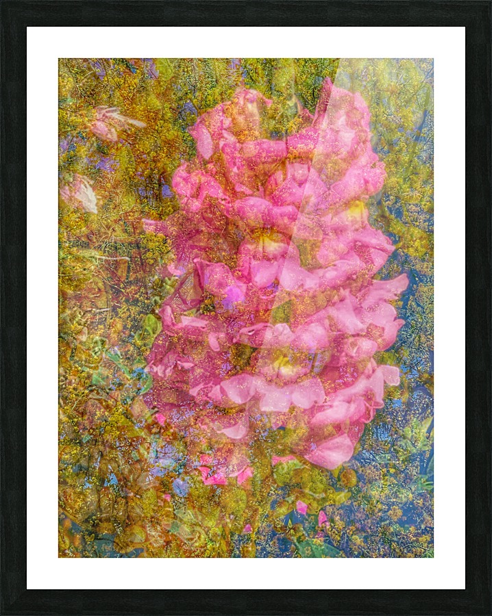 Blooming Pink Picture Frame print