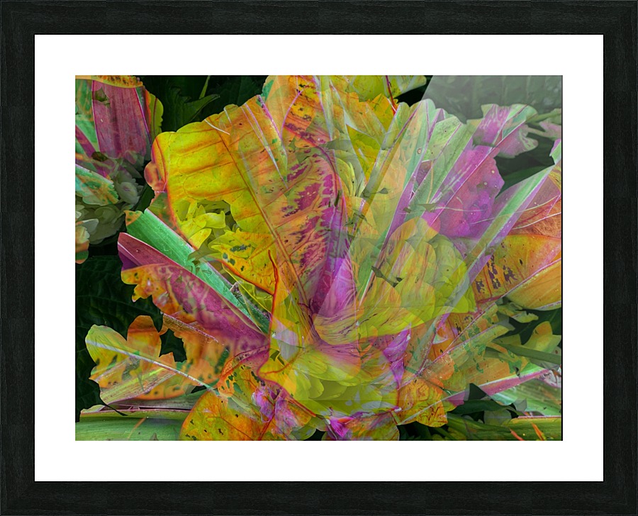 Amazing Cabbage Picture Frame print