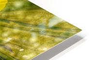 Lemon Spritz HD Metal print