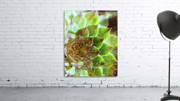Prickly Pete Wall Preview