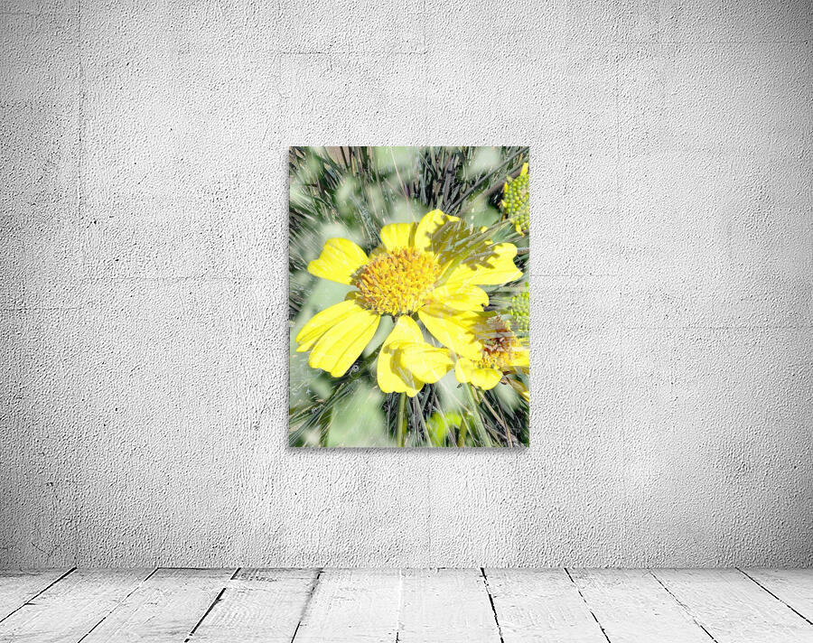 Sunny Day Wall Preview