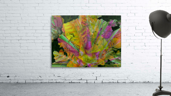 Amazing Cabbage Wall Preview