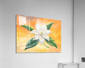 white jasmine flower Acrylic Print