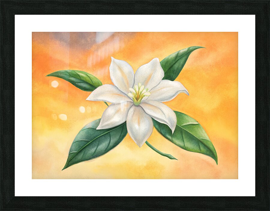 white jasmine flower Picture Frame print