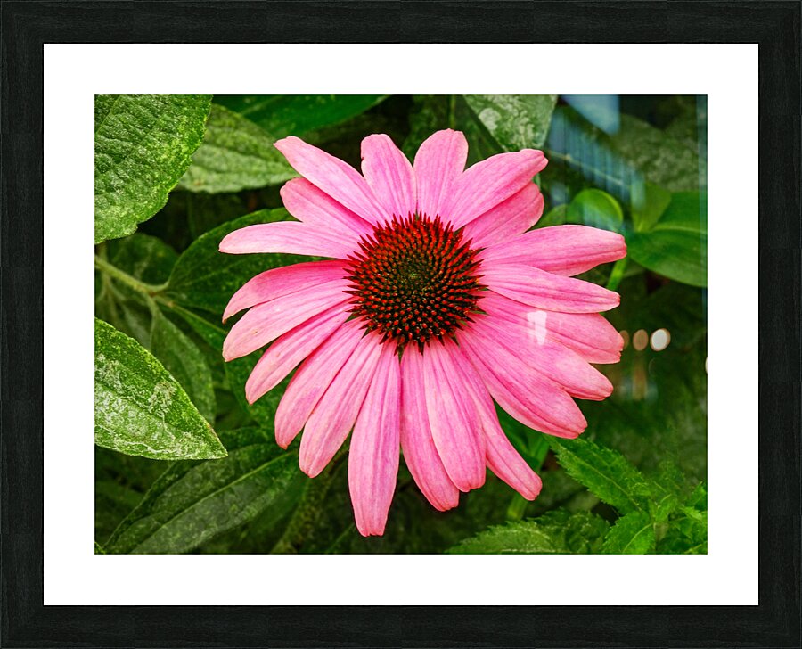 La Rosada Picture Frame print