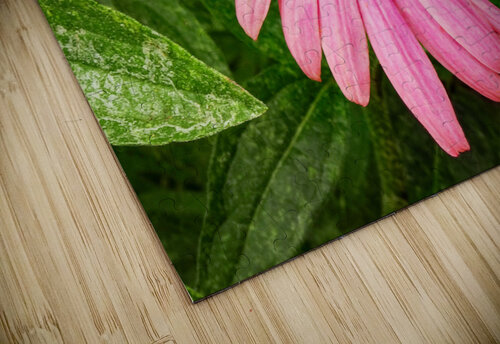 La Rosada DeCoeur puzzle