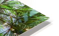 Summer Soul HD Metal print