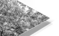 Trail Blaze HD Metal print