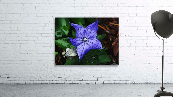 Mystery Bloom Wall Preview