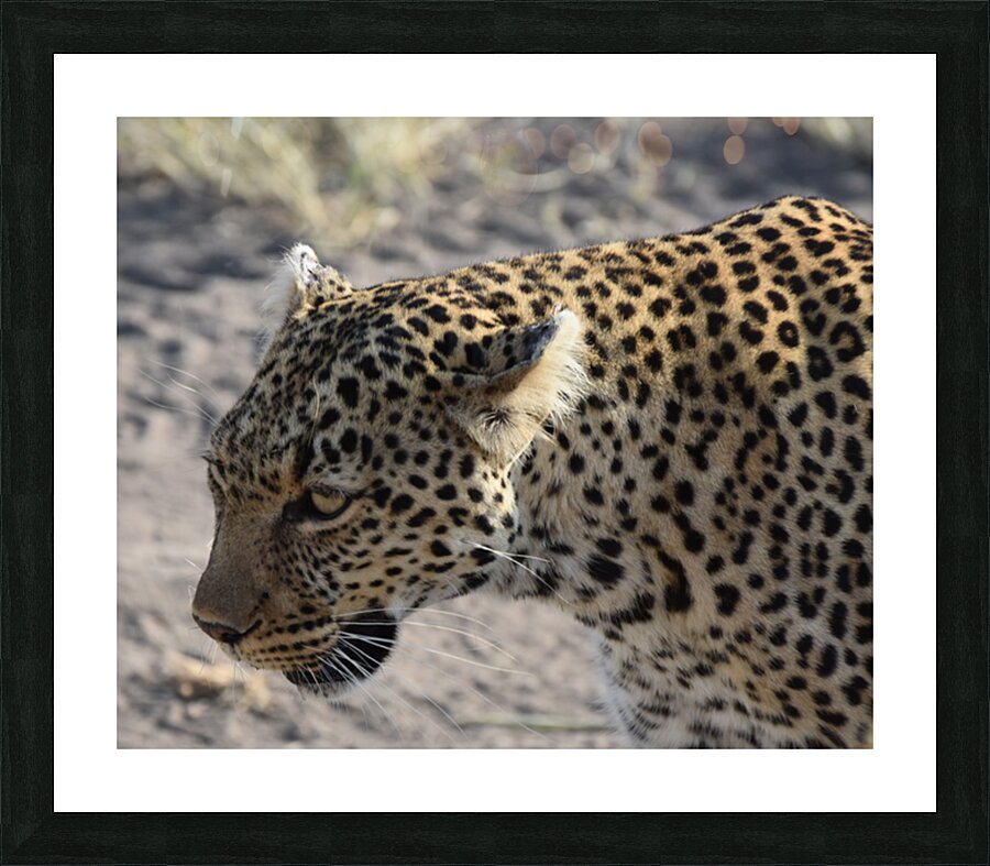Leopard on the Prowl Picture Frame print