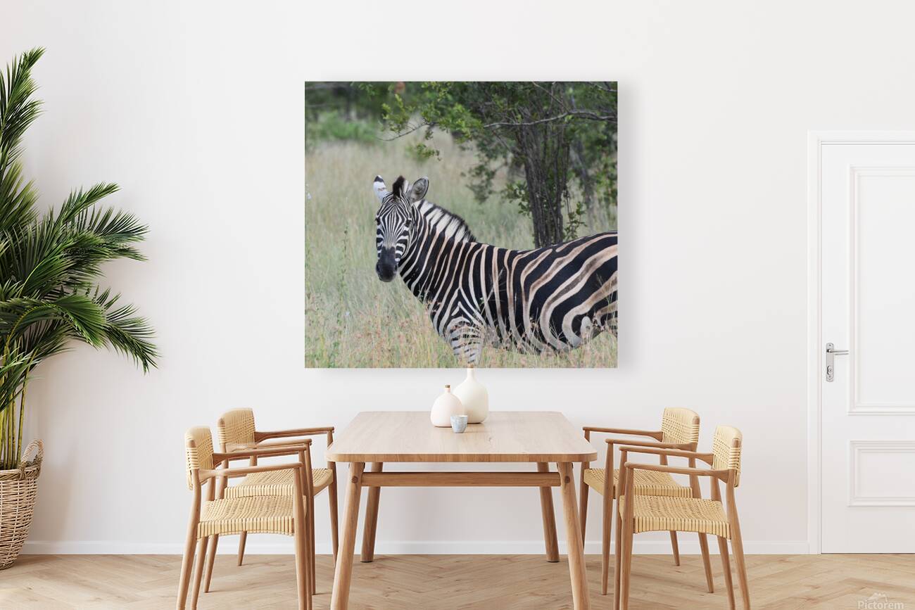 Zebra in the Wild Reproduction