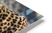 Leopard on the Prowl HD Metal print