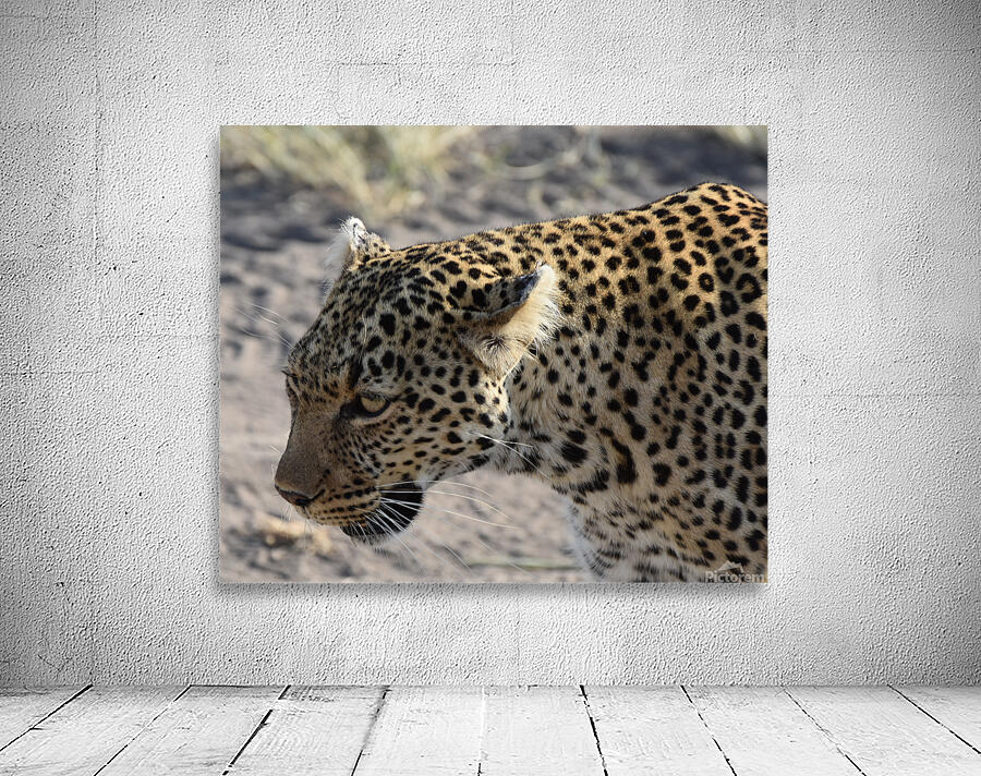 Leopard On the Prowl Wall Preview
