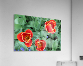 IMG 1180 Acrylic Print