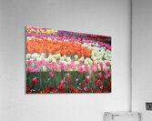 IMG 1241 Acrylic Print