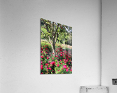 IMG 2457 Acrylic Print