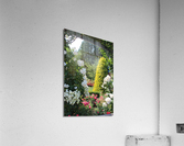 IMG 2456 Acrylic Print