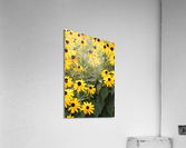 IMG 2687 Acrylic Print
