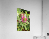 IMG 2681 Acrylic Print