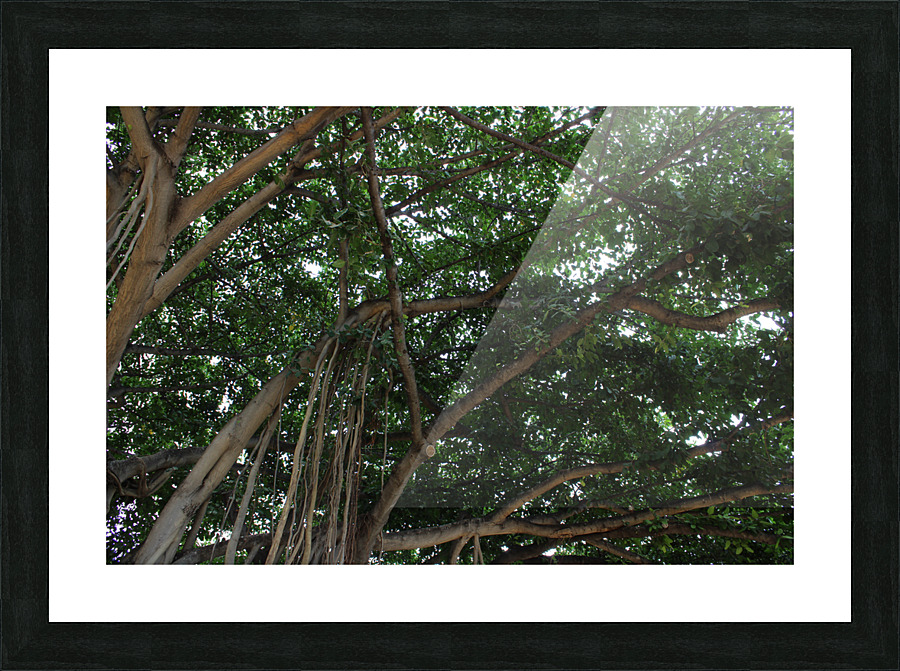 IMG 0671 Picture Frame print