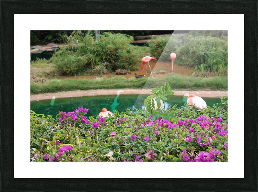 IMG 0700 Picture Frame print