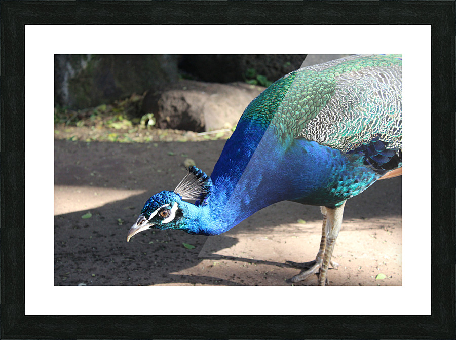 IMG 0869 Picture Frame print