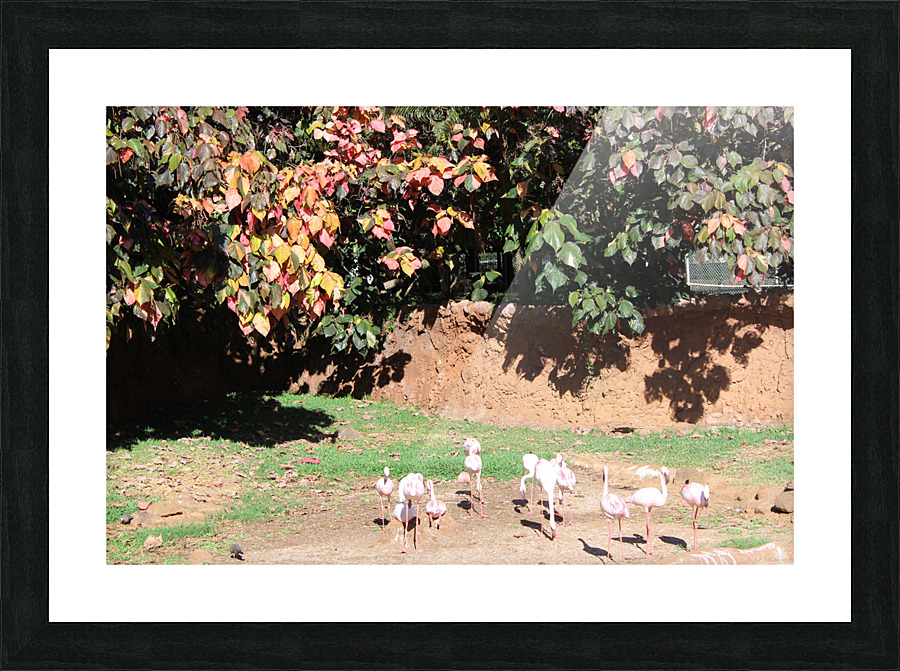 IMG 0880 Picture Frame print
