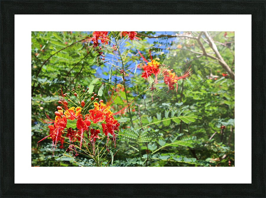 IMG 0824 Picture Frame print