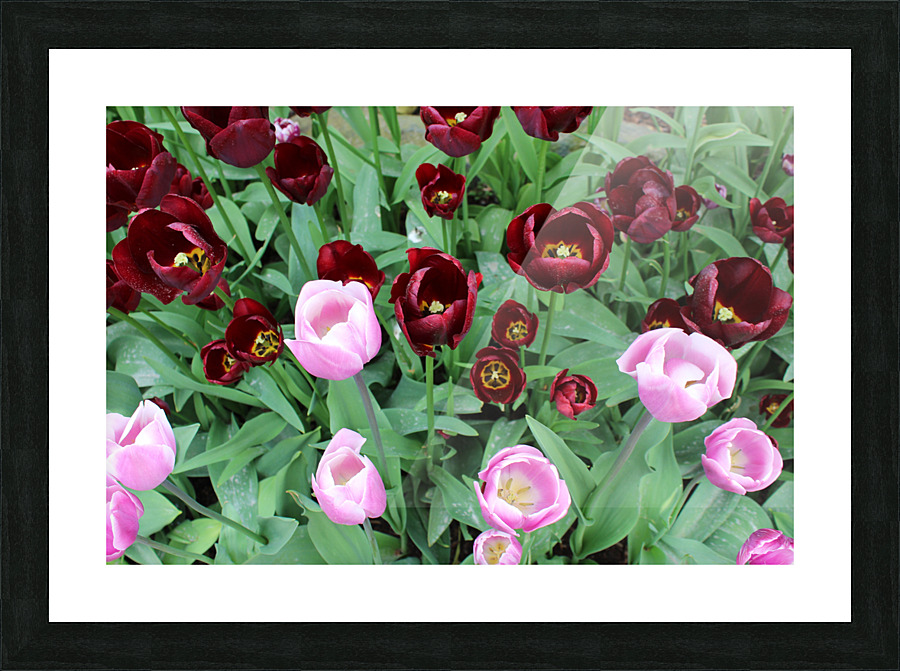 IMG 1199 Picture Frame print