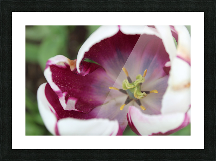 IMG 1148 Picture Frame print