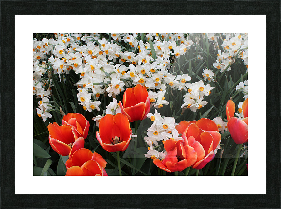 IMG 1173 Picture Frame print