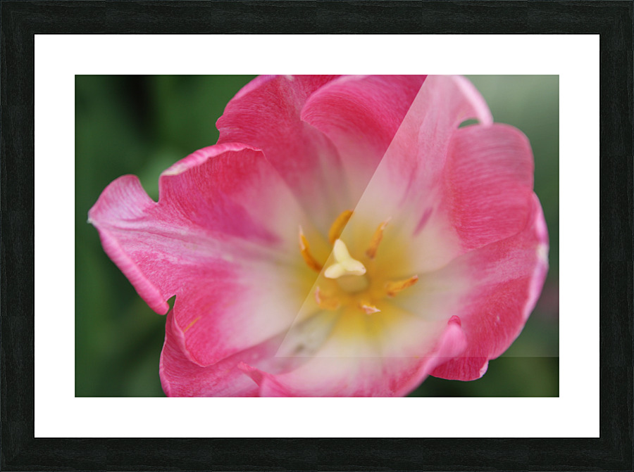 IMG 1153 Picture Frame print