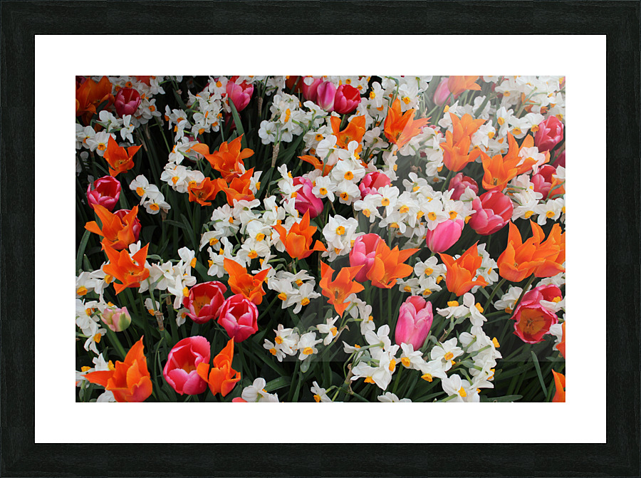 IMG 1184 Picture Frame print