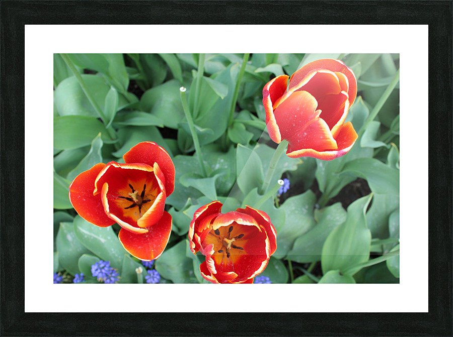 IMG 1180 Picture Frame print