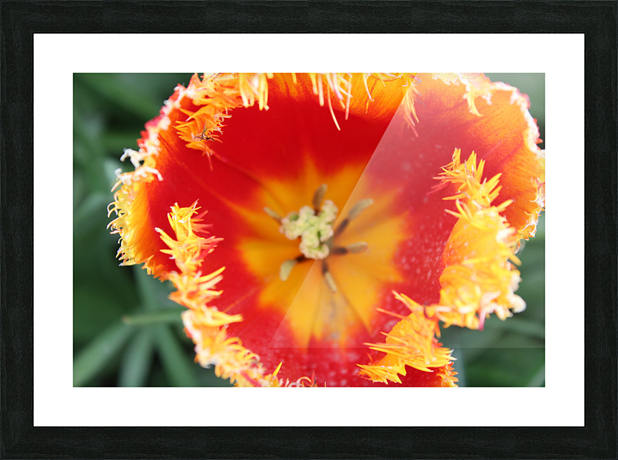IMG 1158 Picture Frame print