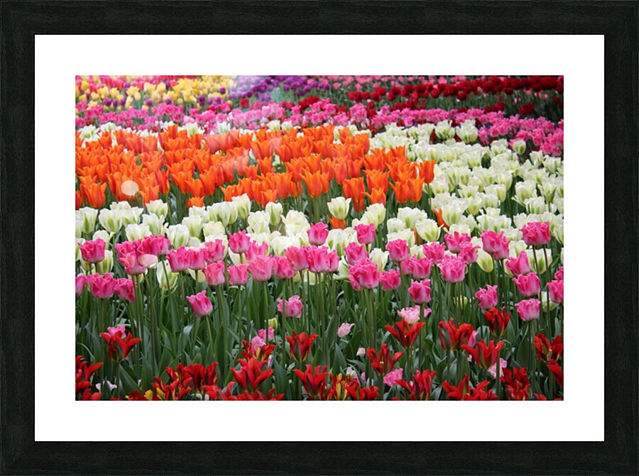 IMG 1241 Picture Frame print