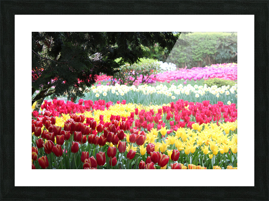 IMG 1274 Picture Frame print