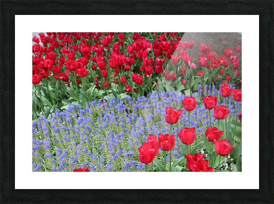 IMG 1227 Picture Frame print