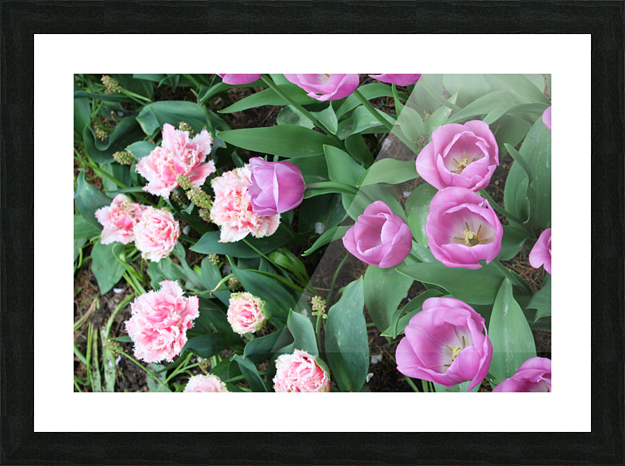 IMG 1266 Picture Frame print