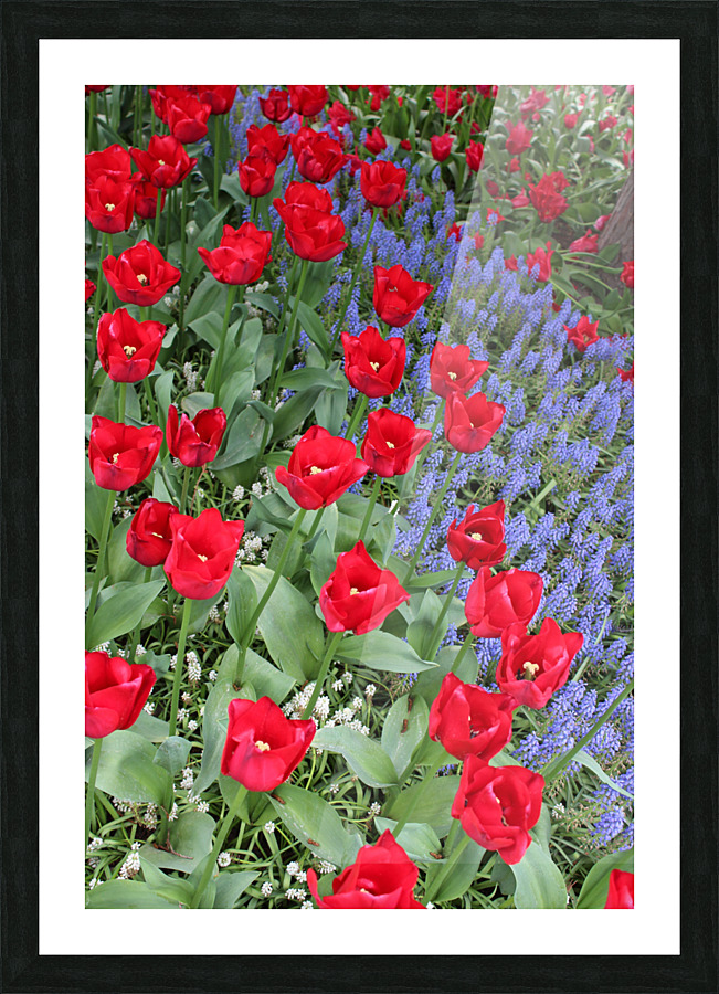 IMG 1226 Picture Frame print