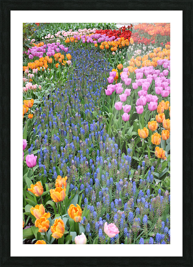 IMG 1280 Picture Frame print