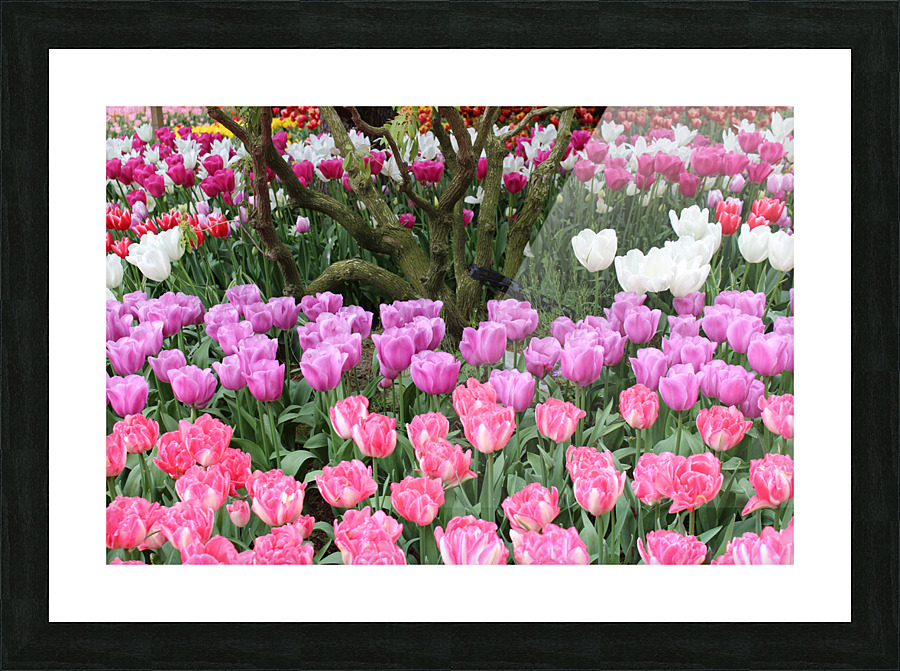 IMG 1257 Picture Frame print