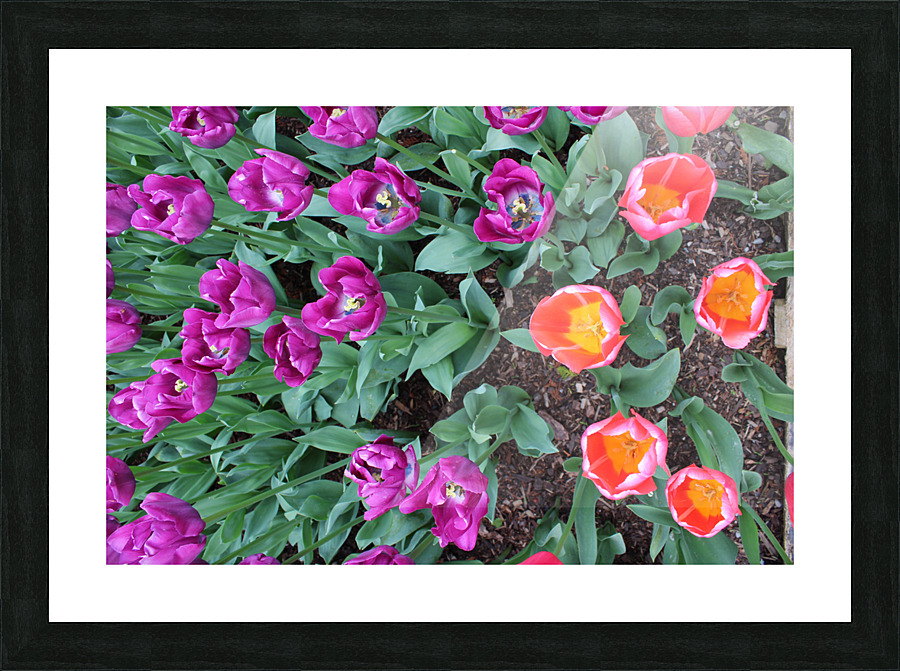IMG 1207 Picture Frame print